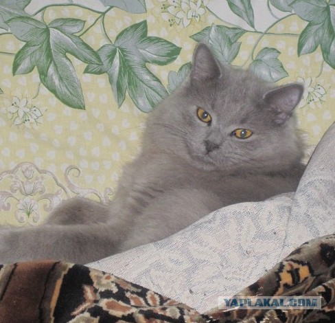 Пришел сегодня кот