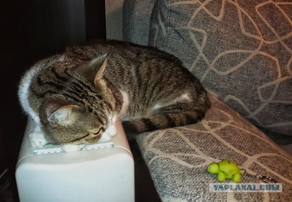 Котовторник 27.5.2014