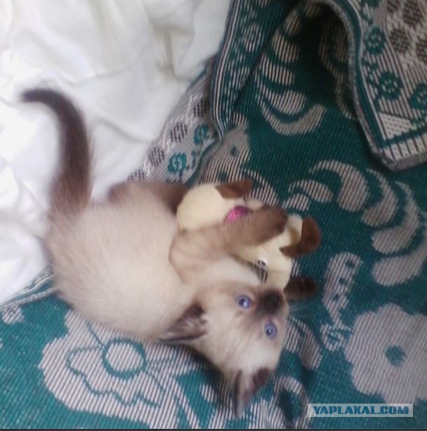 Спасение котёнка, Осторожно мат!