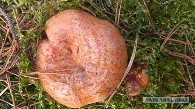 Плюсомет со шпалометом