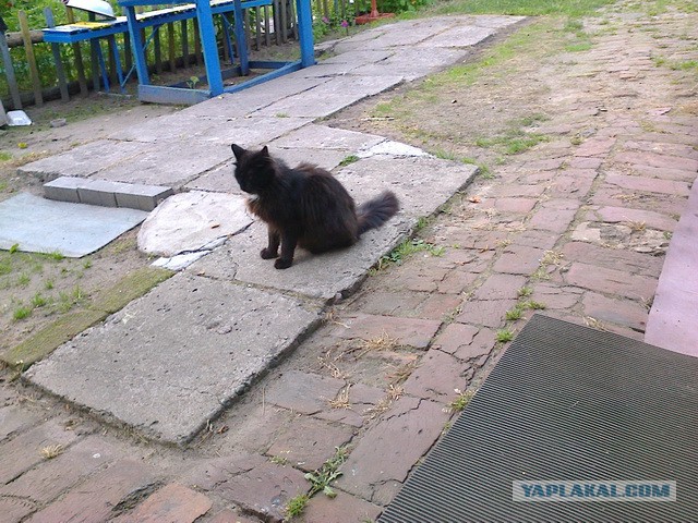 Котовторник 16.09.14