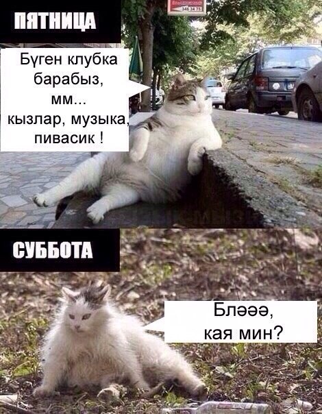 Комментарии из соцсетей, картинки