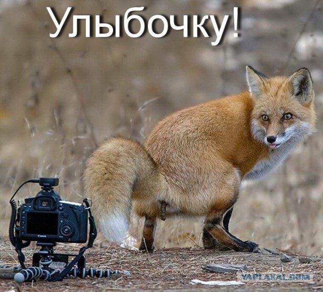 Веселые картинки