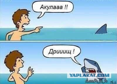 Акула охотится на пляже