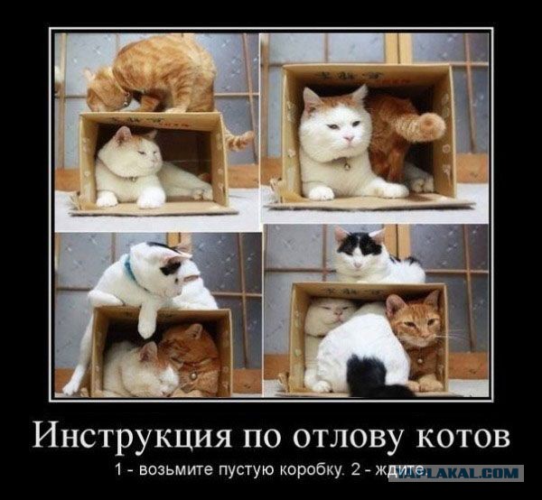 Демотиваторы вторника