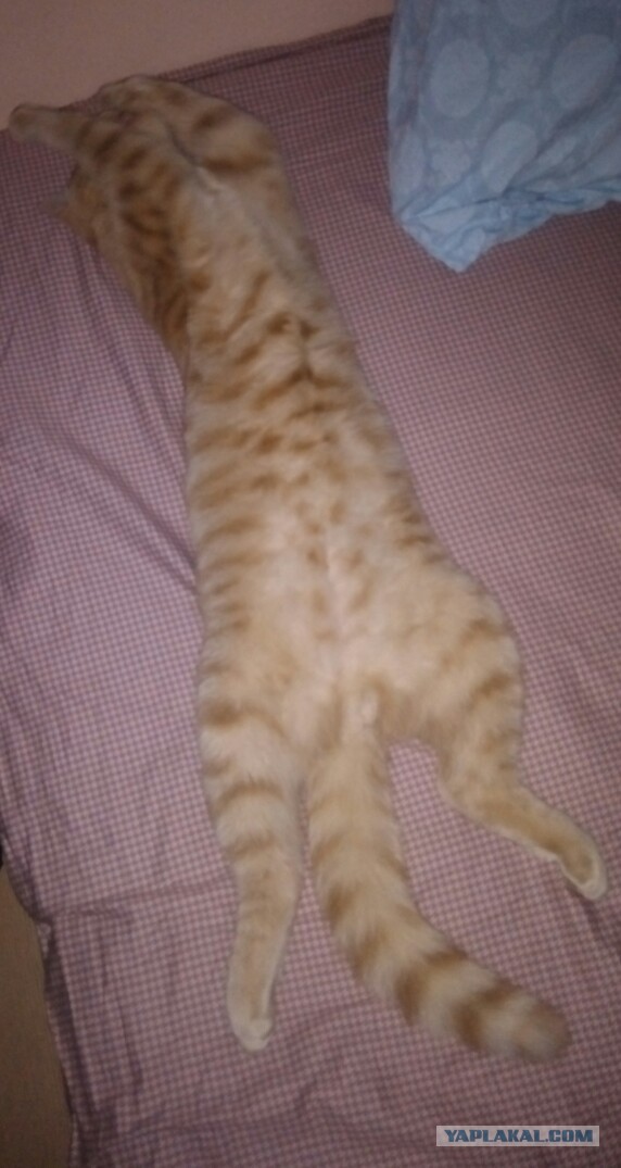 Котовторник