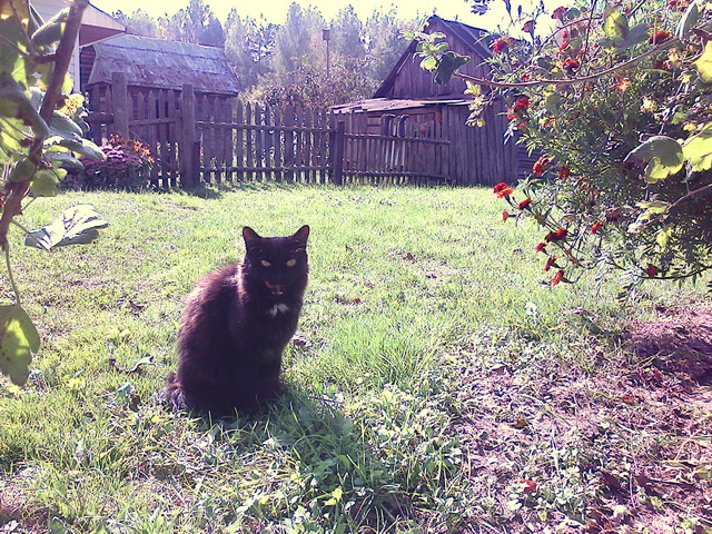 Котовторник
