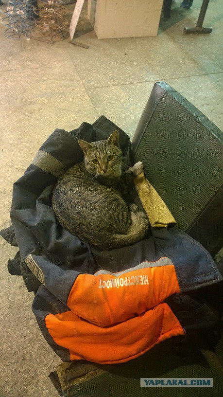 Котовторник