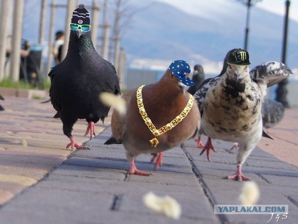 Фотошоплю как кретин