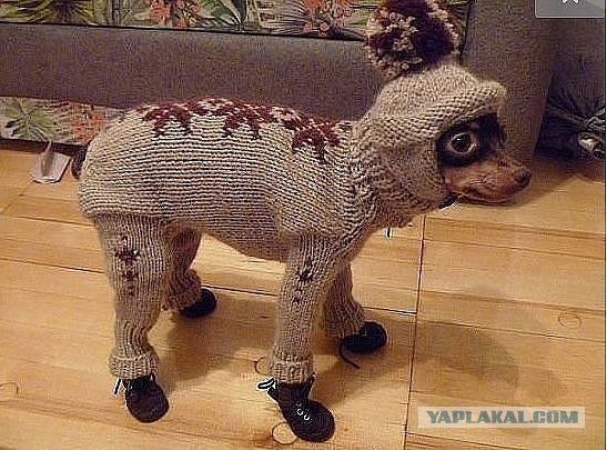 Вязаные собаки