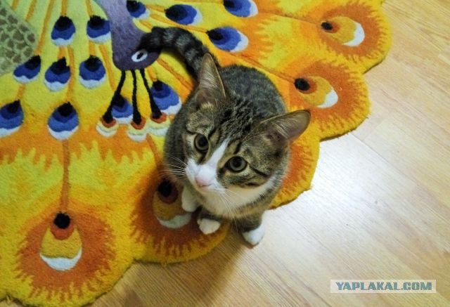 Котовторник - начало