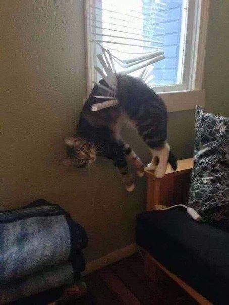 Прикольные животные
