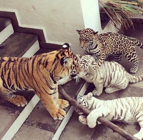 Самые смешные животные