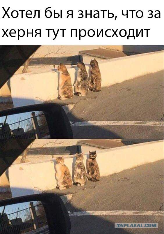 Деградировать подано