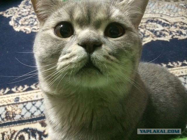 Котовторник 13.06.2017