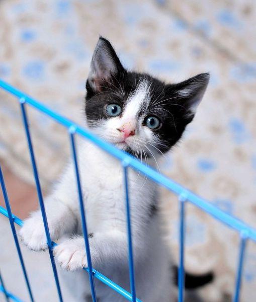 Коты и Кошки
