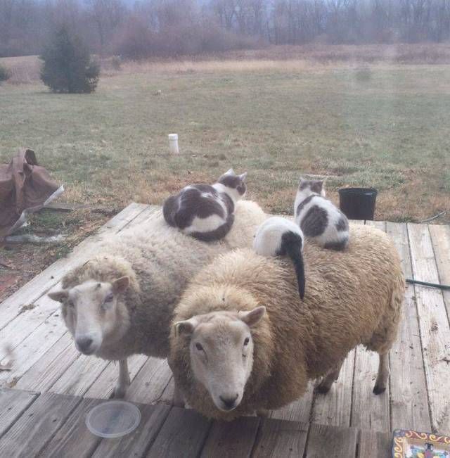 Коты и Кошки