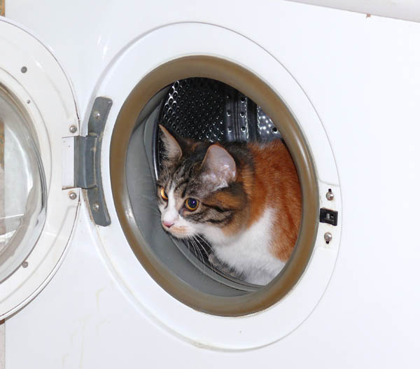 Прикольные коты на среду! ОЧЕНЬ МНОГО!