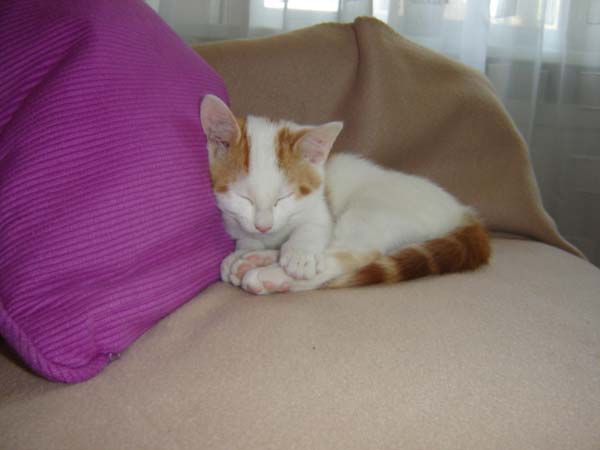 Котовторник  на  ЯПлакалъ