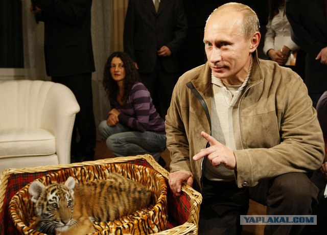 Путину на ДР подарили тигренка