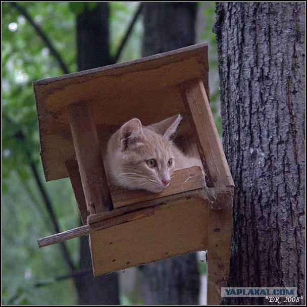 Котовторник на ЯПлакалъ