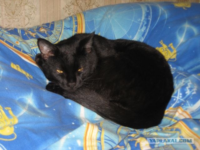 Котовторник 10.04.2012