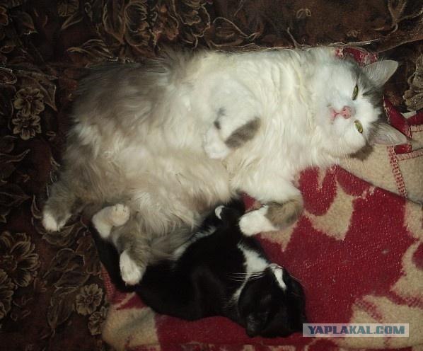 Котовторник  21.08.12