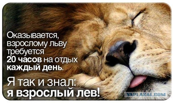 Я лев!