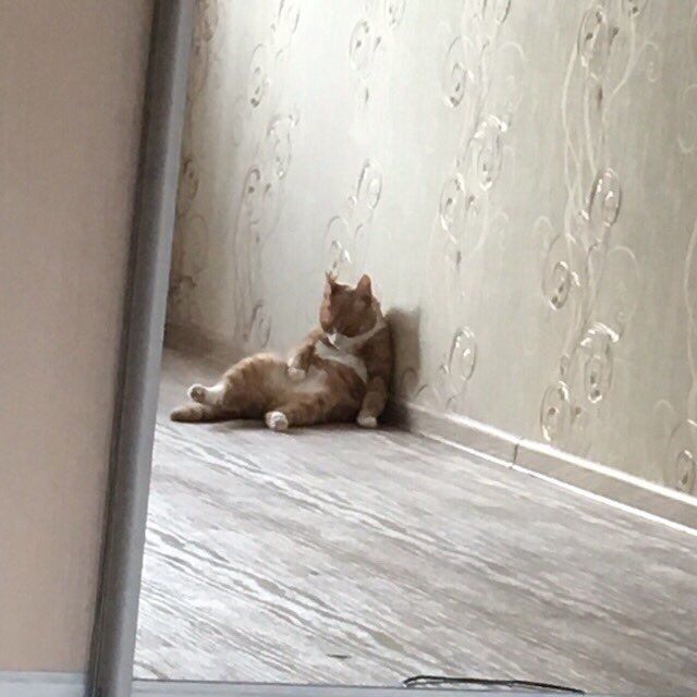 Забавные фото котеек