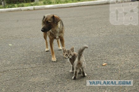 Собака спасла и выкормила семерых котят