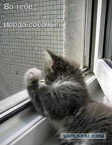 Кошка защищает собачку от собаки