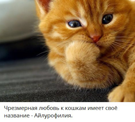 Как коты порабощают людей: 6 выводов ученых