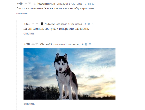 До этого момента мне нравились хаски