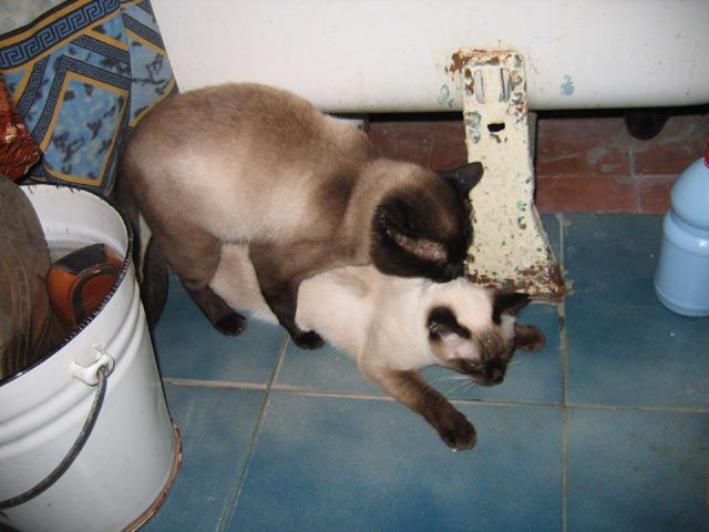 Коты, кошки, котята