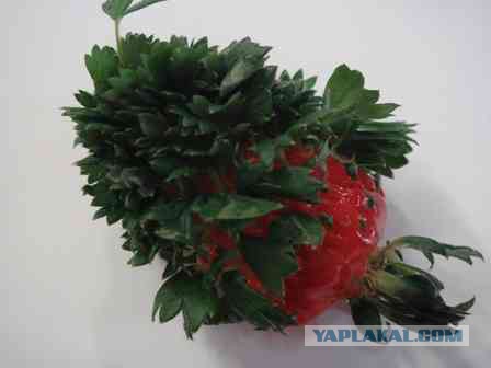 Небритая клубника. Теперь я видел всё