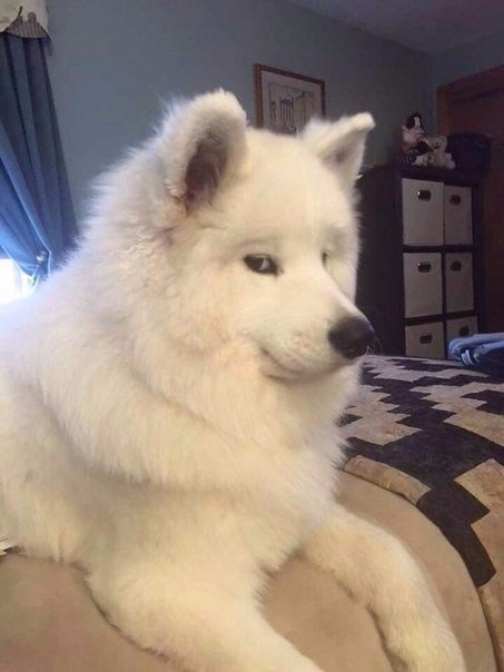 Мохнатые беспредельщики