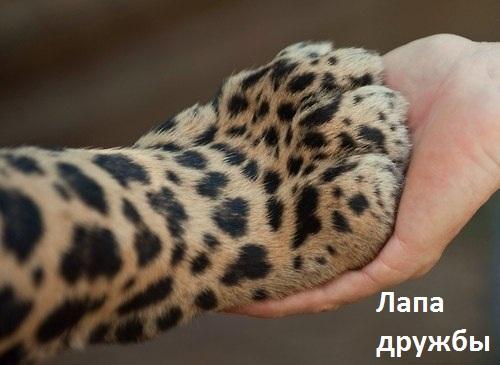 Божьи твари