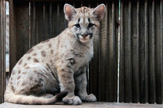 Самые смешные животные