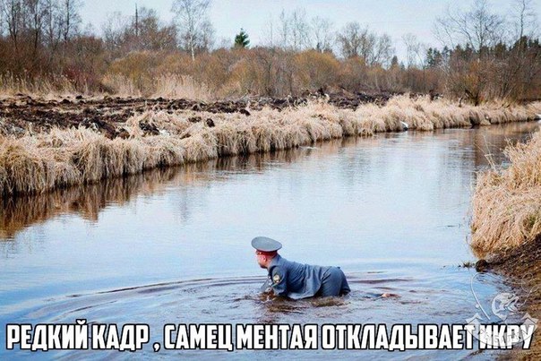 150 картинки для поднятия настроения!