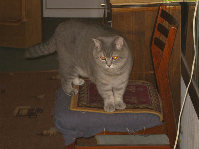 Коты и Кошки