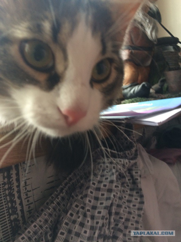 Котовторник 27.02.2018 наступил!