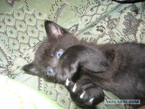Котовторник на ЯПлакалъ