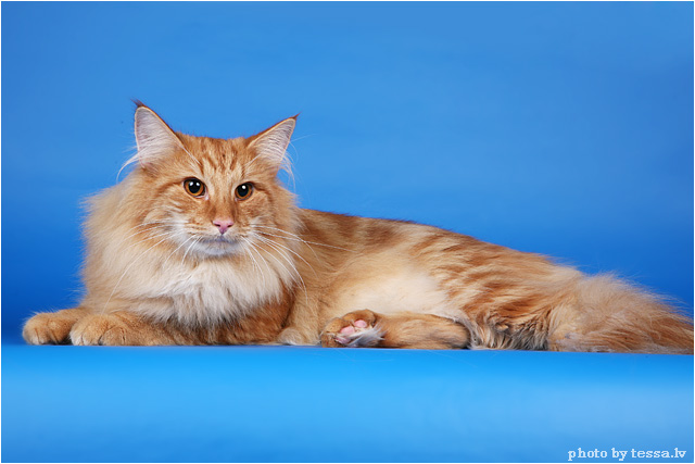 Котовторник на 6 июля