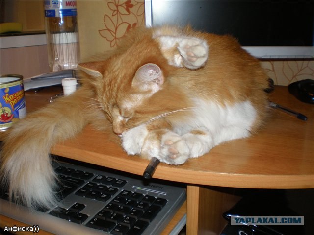 Котовторник. А как же?!
