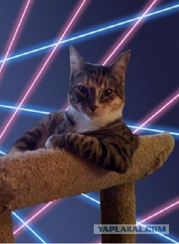 Состоятельный котовторник