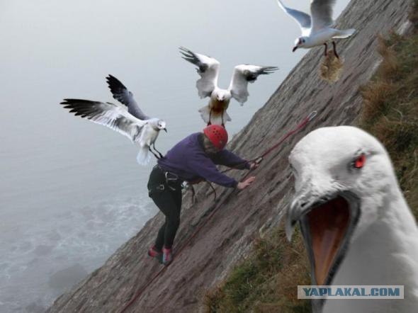 Они бывают прикольные... когда не срут на голову