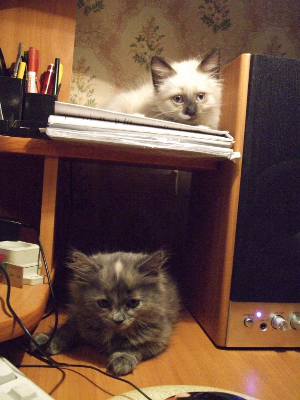 Котовторник 1.11.11