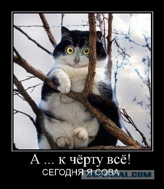 Хоть не весна - а коты прилетели!