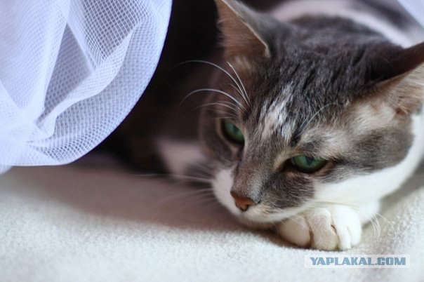 КОТОВТОРНИК (6.03.2012)