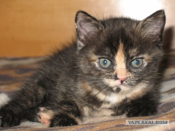 Котовторник  4.09.12